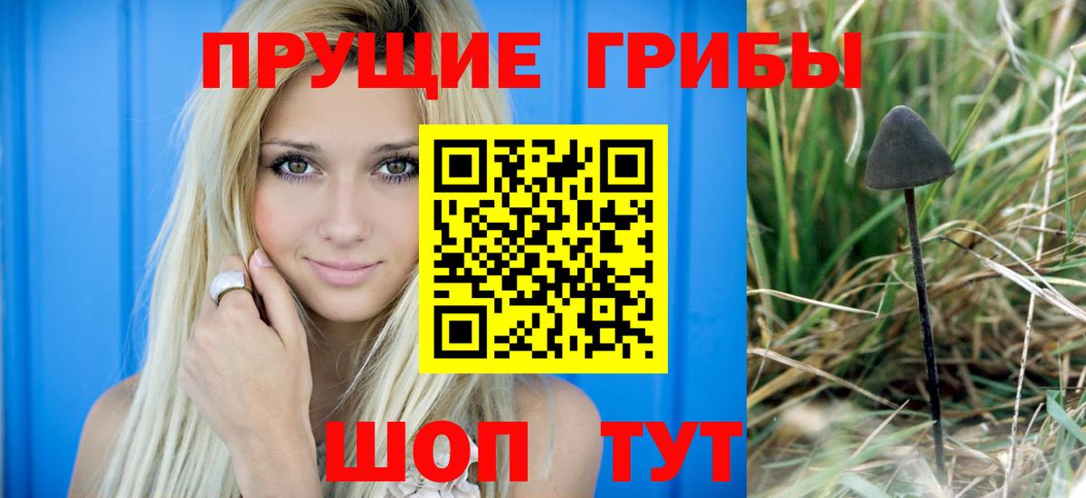 Галлюциногенные грибы Psilocybine cubensis Курчатов
