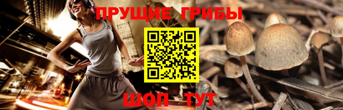 Курчатов  Псилоцибиновые грибы GOLDEN TEACHER  Вход с VPN 